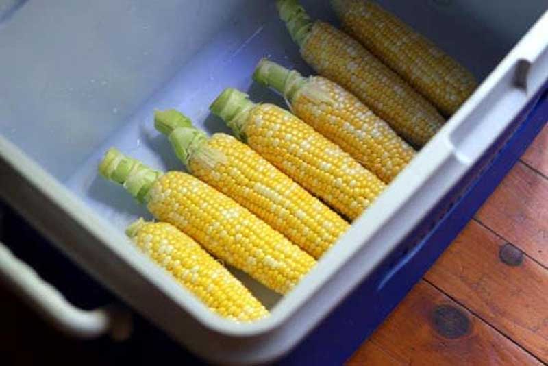 Cooler Corn on the Cob